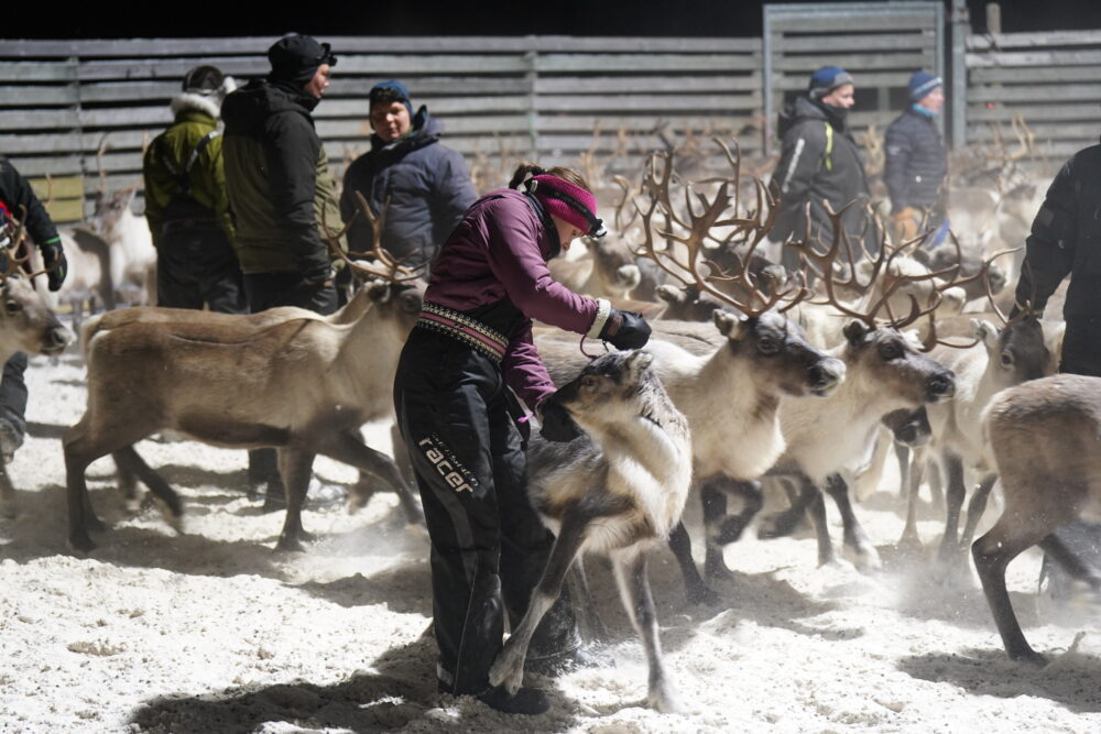 Både reineierne og organisasjoner i Finnmark skal nå delta i flere ressurskrevende høringer i forbindelse med vindkraftutbygging i Finnmark. Her skiller Karen Johanne P. Eira rein i et gjerde ved Kautokeino. Foto: Inga Holst