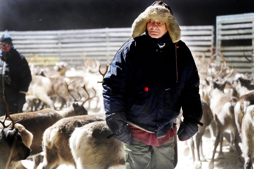 Mikkel Andersen Eira er over åtti år og jobber fortsatt med rein. Her skilles flokken før den skal på vinterbeite. Foto: Inga Holst