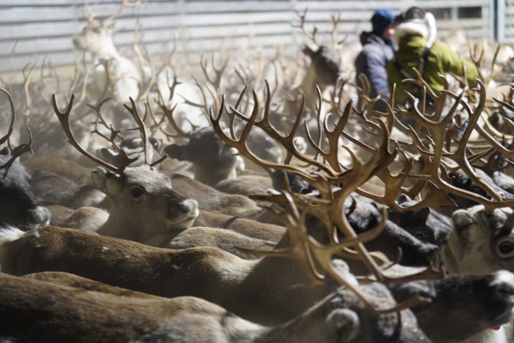 Det kan komme to til tre vindkraftanlegg i Finnmark. Hvor disse blir lagt, kan betyr vinn eller forsvinn for reindrifta, sier reindriftsutøvere til Nationen. Her fra reinskilling i gjerde ved Kautokeino i november. Foto: Inga Holst